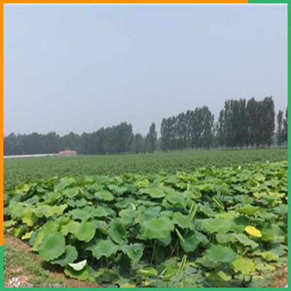 哈尔滨耐老化防渗膜价格面议-PA直营环保