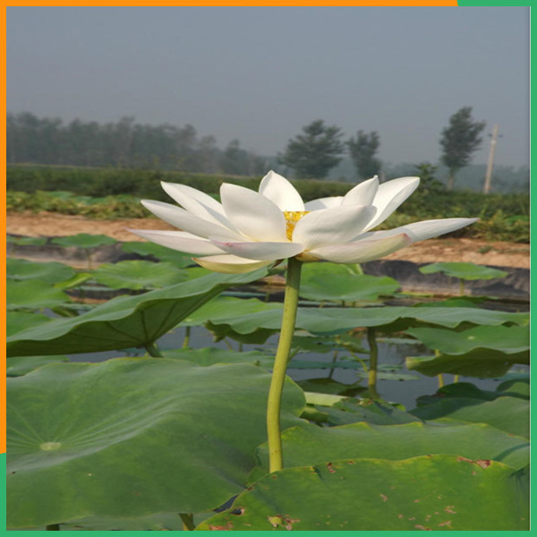 漯河防渗膜价格面议-PA直营环保-人工水景防渗防渗膜价格面议