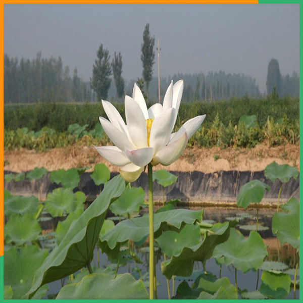 泰安PA直营环保材料-藕池防渗膜尺寸可定制